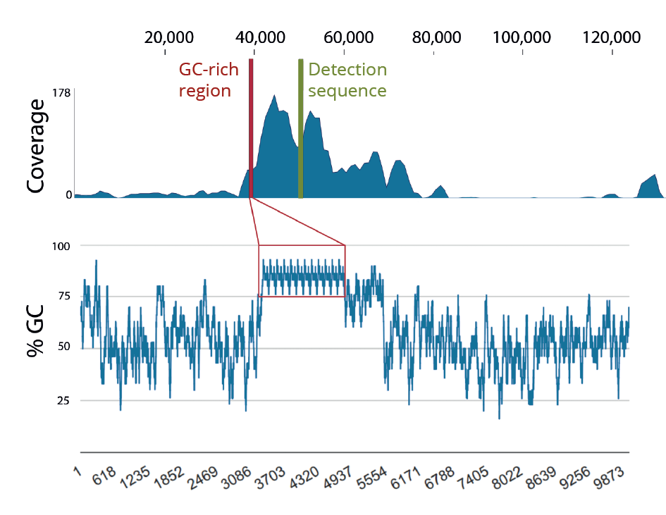 repetitive gc rich regions